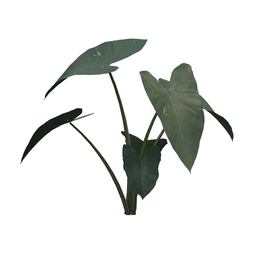 Xanthosoma sagittifolium - Arrowleaf Elephant Ear